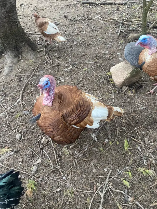 bourbon red turkey hatching eggs - Photo 2