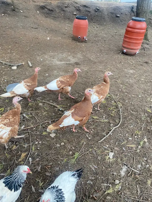 bourbon red turkey hatching eggs - Photo 3
