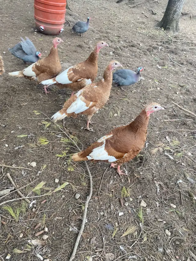 bourbon red turkey hatching eggs - Photo 4