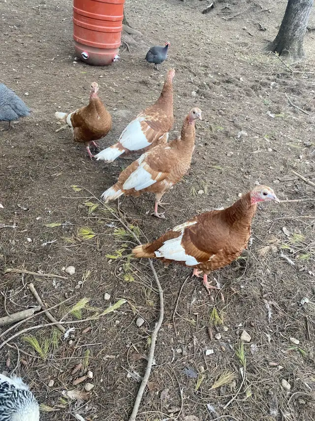 bourbon red turkey hatching eggs - Photo 6