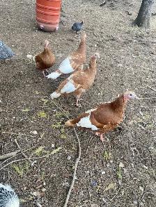 bourbon red turkey hatching eggs - Photo 6