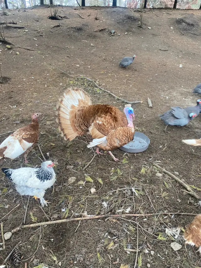 bourbon red turkey hatching eggs - Photo 7