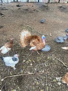 bourbon red turkey hatching eggs - Photo 7