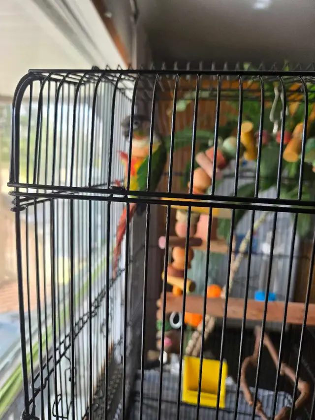 green cheek conure
