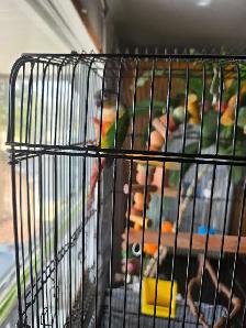 green cheek conure