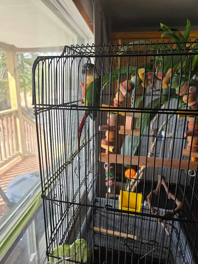 green cheek conure - Photo 2