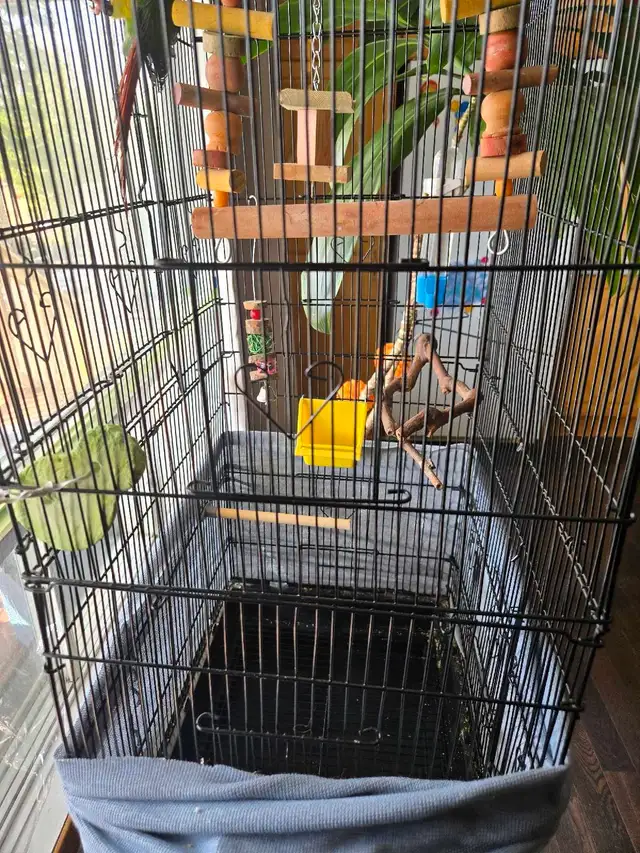 green cheek conure - Photo 3
