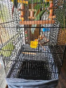 green cheek conure - Photo 3