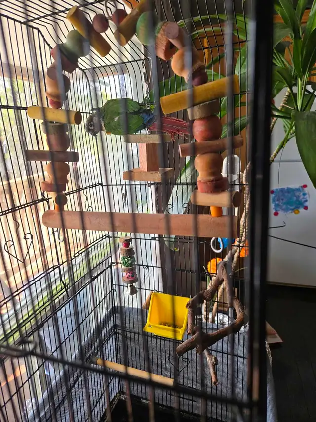 green cheek conure - Photo 4