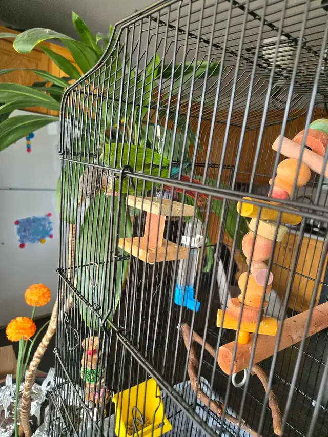 green cheek conure - Photo 5