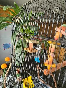 green cheek conure - Photo 5