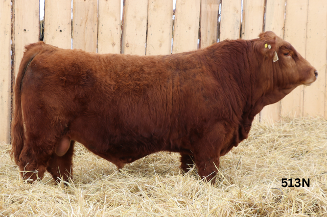 Red Simmental Bulls For Sale - Photo 2