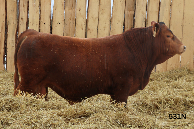 Red Simmental Bulls For Sale - Photo 5