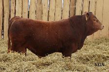 Red Simmental Bulls For Sale - Photo 5