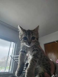 Chatons Bengal X à vendre ! - Photo 2