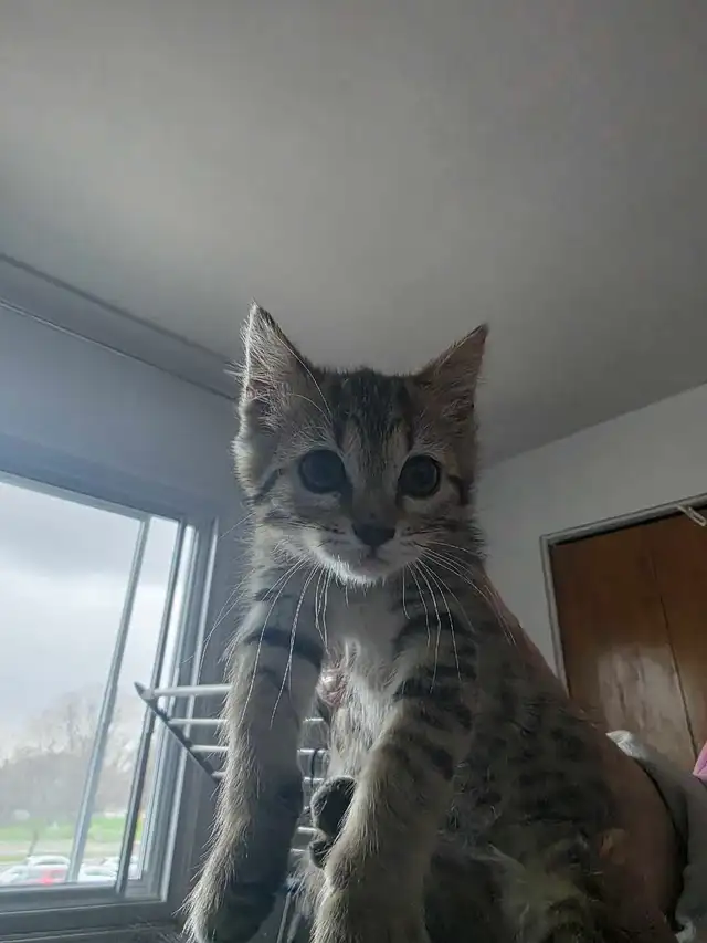 Chatons Bengal X à vendre ! - Photo 3