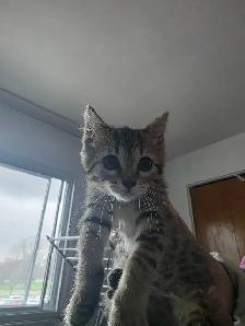 Chatons Bengal X à vendre ! - Photo 3