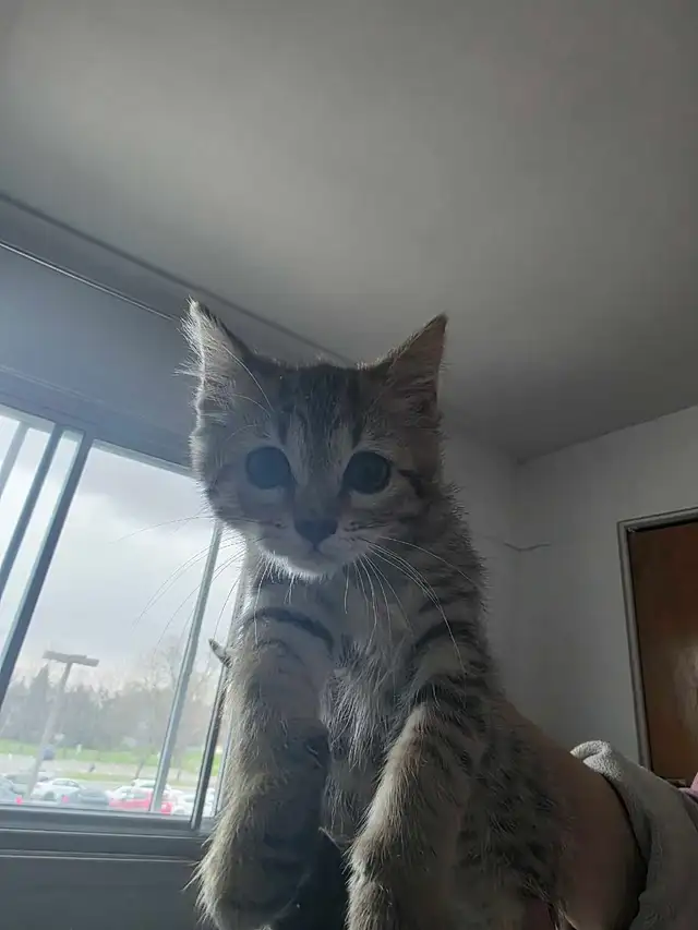 Chatons Bengal X à vendre ! - Photo 4