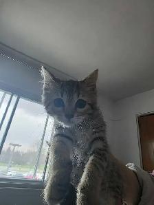 Chatons Bengal X à vendre ! - Photo 4