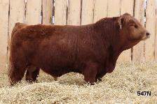 Simmental Bulls For Sale