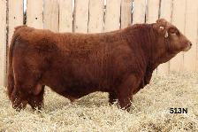 Simmental Bulls For Sale - Photo 2