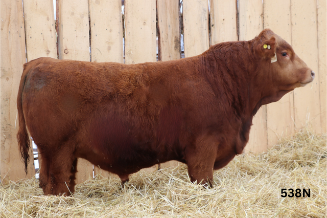 Simmental Bulls For Sale - Photo 3