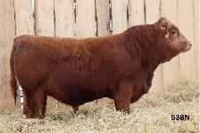 Simmental Bulls For Sale - Photo 3