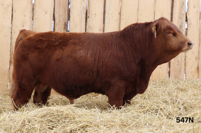 Simmental Bulls For Sale - Photo 4
