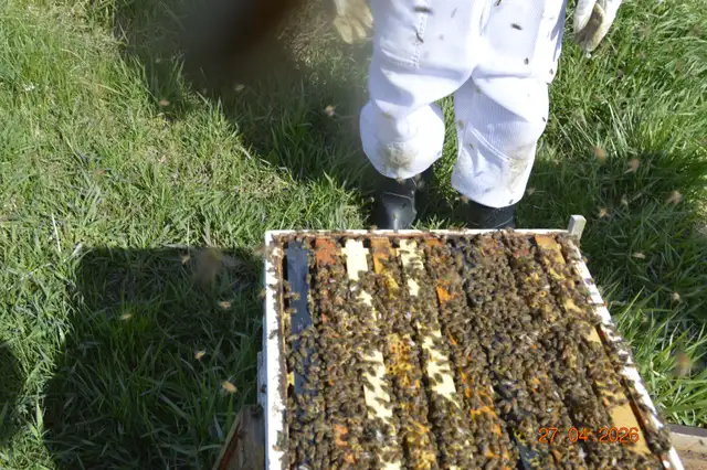 Bees for sale, nucs