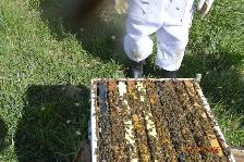 Bees for sale, nucs