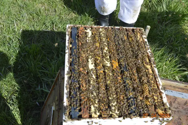 Bees for sale, nucs - Photo 2