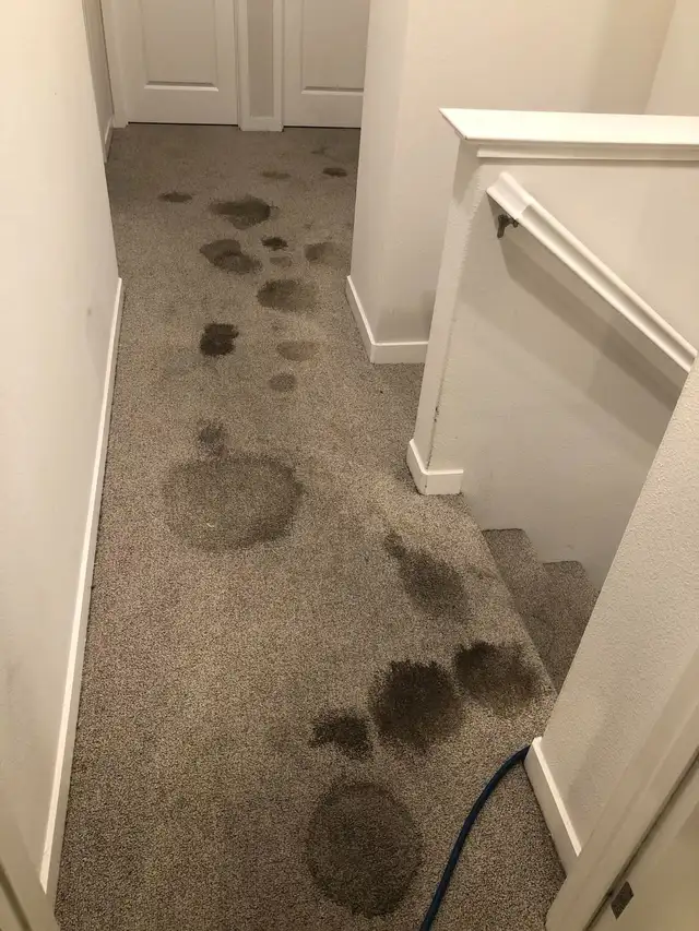 Professional Carpet And Sofa Cleaning In Affordable Price - Photo 5