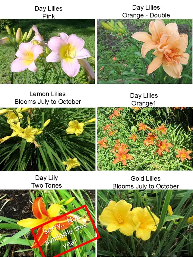 EARLY NOTICE - PLANT SALE - MAY 16 & 17 - Photo 4