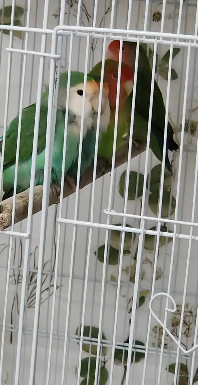 PLUSIEURS INSÉPARABLE À VENDRE   PEUT AUSSI VENDRE EN LOT - Photo 2