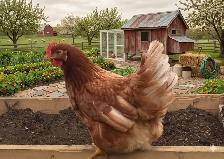 Poulettes pondeuses brunes disponibles ce mardi!