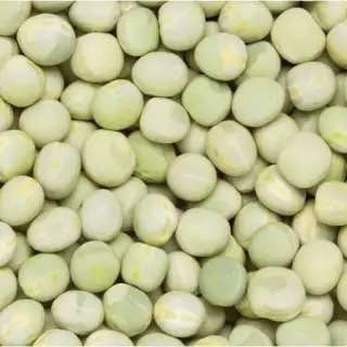 Seed for sale