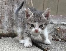 BEAUTIFUL BABY KITTENS $250 - Pickering