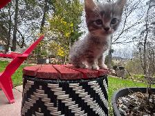 BEAUTIFUL BABY KITTENS $250 - Pickering - Photo 2