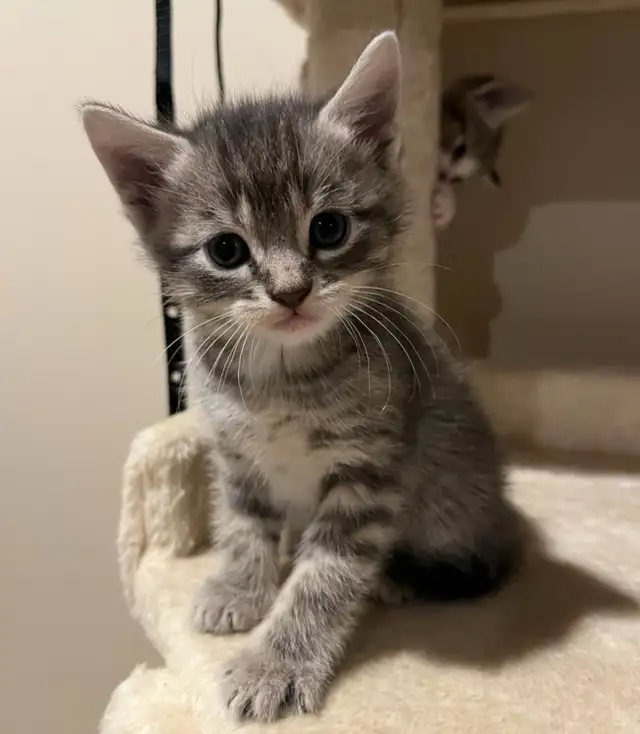 BEAUTIFUL BABY KITTENS $250 - Pickering - Photo 3