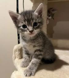 BEAUTIFUL BABY KITTENS $250 - Pickering - Photo 3