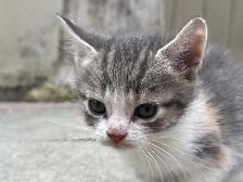 BEAUTIFUL BABY KITTENS $250 - Pickering - Photo 4