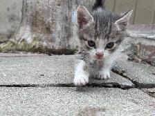 BEAUTIFUL BABY KITTENS $250 - Pickering - Photo 5
