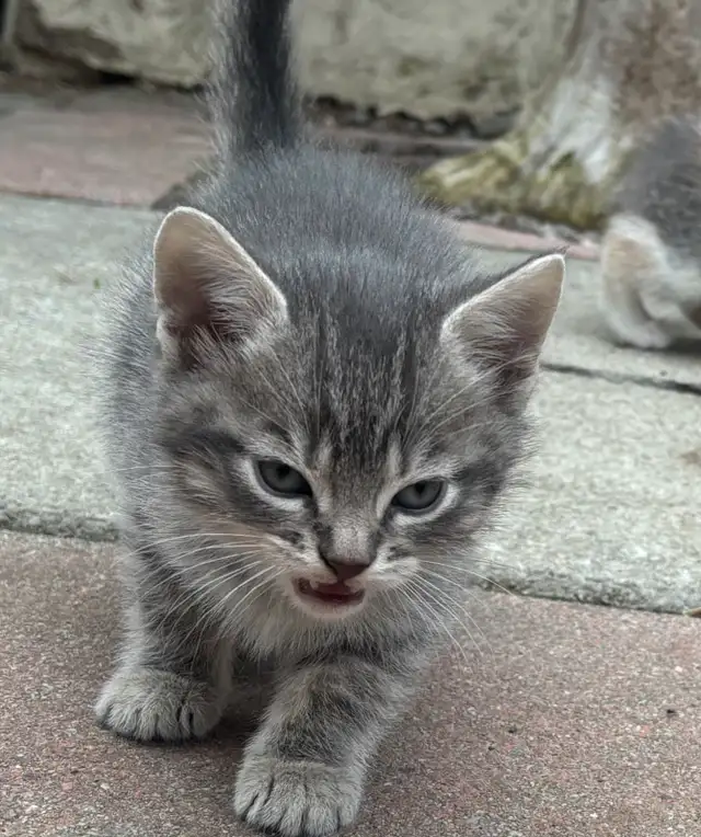 BEAUTIFUL BABY KITTENS $250 - Pickering - Photo 6