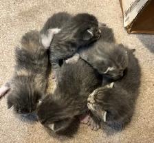 BEAUTIFUL BABY KITTENS $250 - Pickering - Photo 9