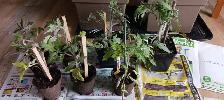 Tomatoe Plants
