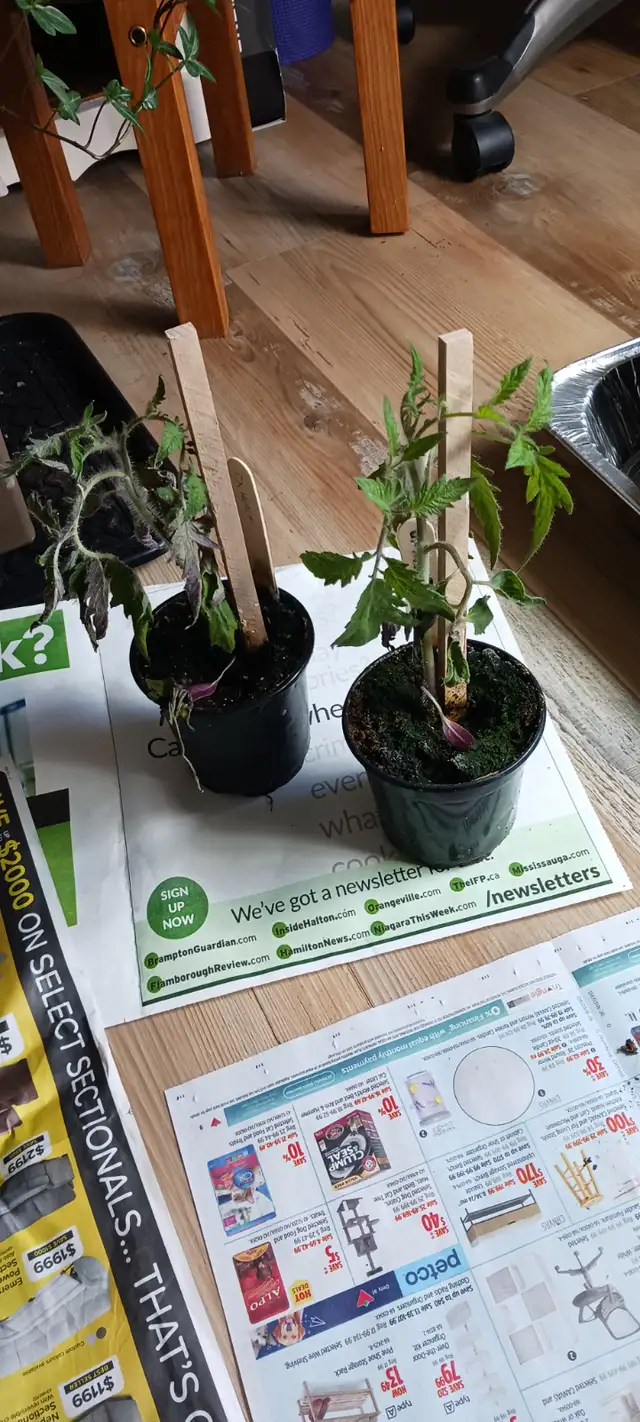 Tomatoe Plants - Photo 2