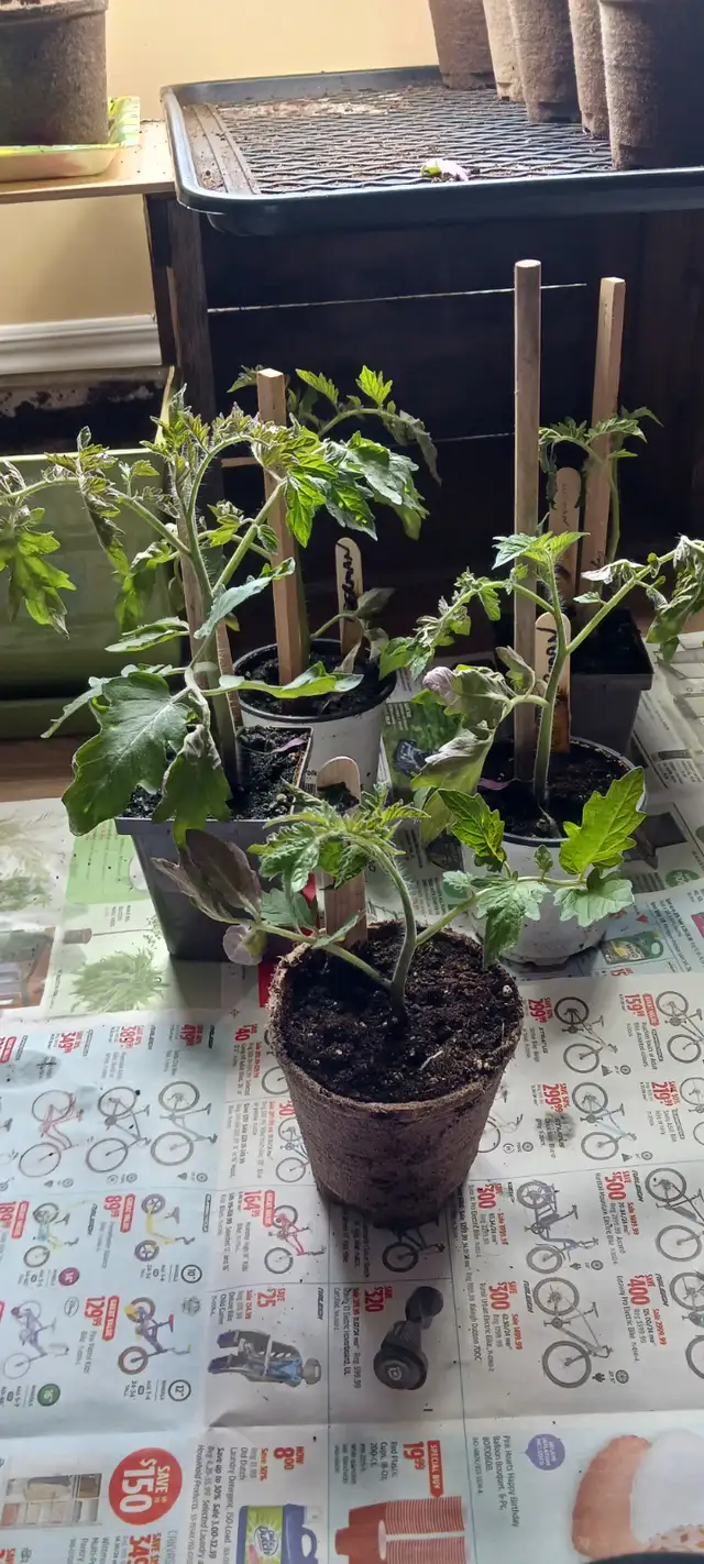 Tomatoe Plants - Photo 3