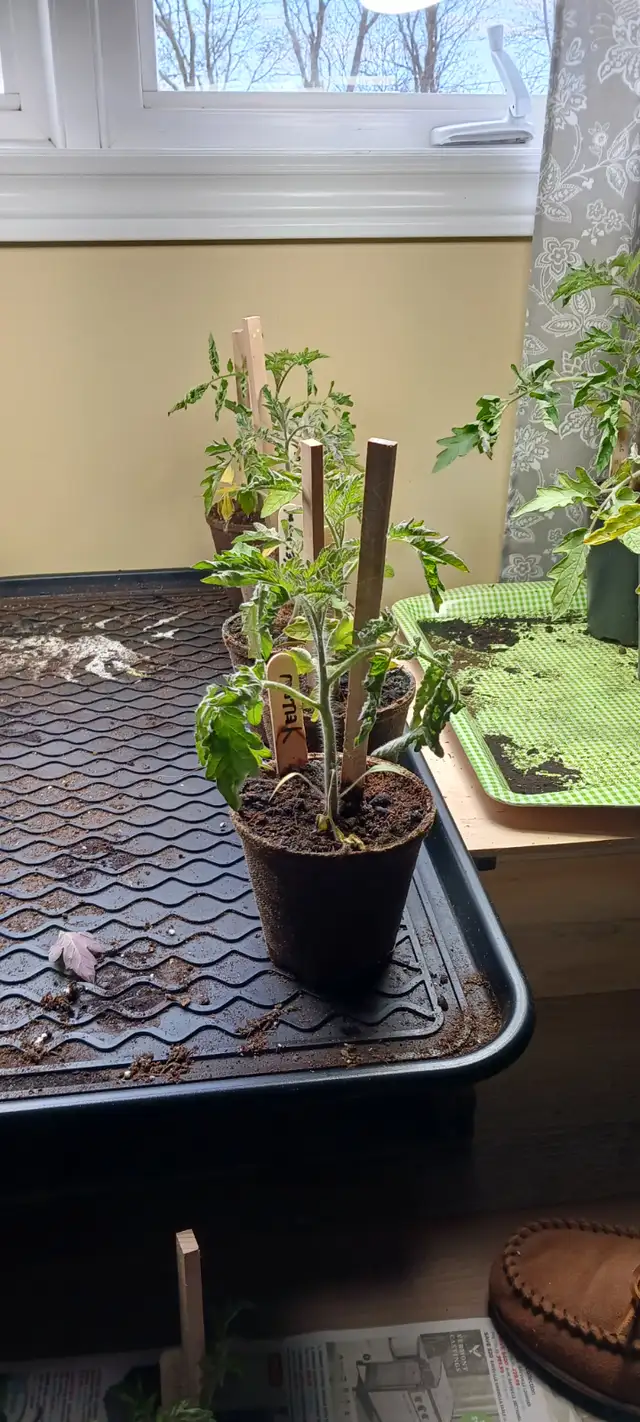 Tomatoe Plants - Photo 4