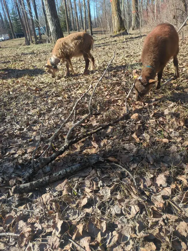 Tiny Ewe Lambs