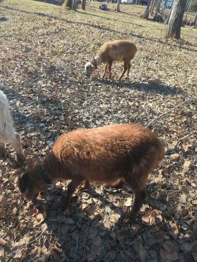 Tiny Ewe Lambs - Photo 2
